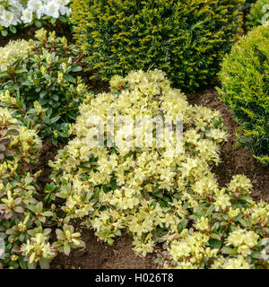 Le rhododendron (Rhododendron Keisuke keiskei 'Princesse Anne', Rhododendron keiskei Princess Anne), le cultivar Princess Anne Banque D'Images