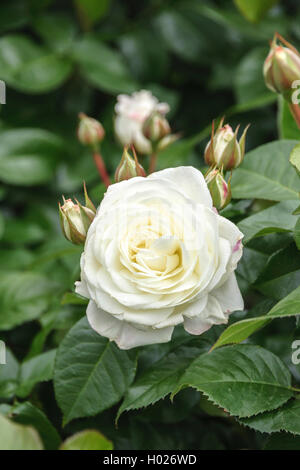 Rose (Rosa 'ornement' albâtre albâtre, Rosa), le cultivar l'albâtre Banque D'Images