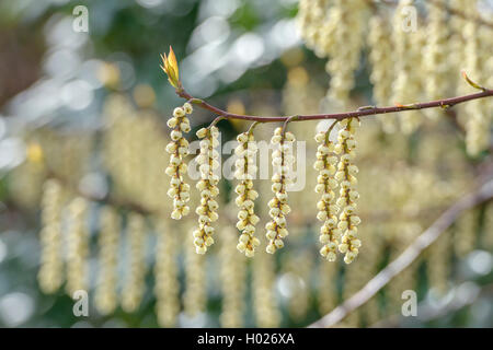 Le Jeune dracodard, Kibusi Stachyurus praecox), (direction générale en fleurs Banque D'Images