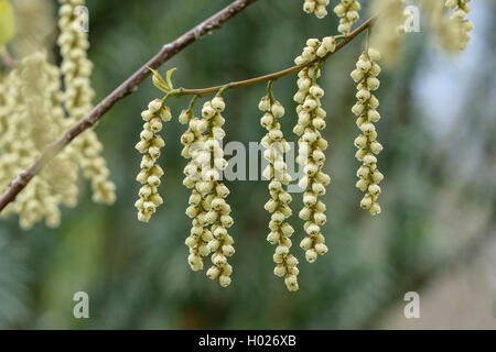 Le Jeune dracodard, Kibusi Stachyurus praecox), (direction générale en fleurs Banque D'Images