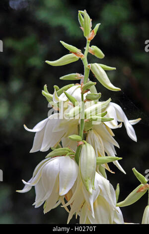 Aiguille d'Adam, la faiblesse des feuilles du yucca (Yucca filamentosa), inflorescence Banque D'Images