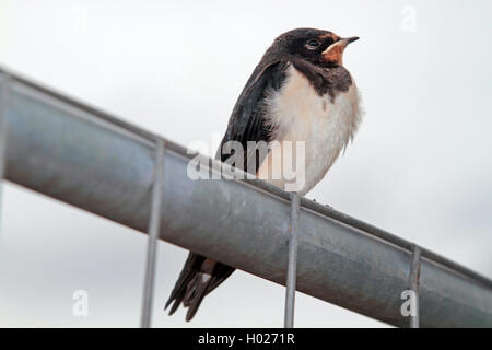 Maison commune (Delichon urbica), jeune oiseau sur une clôture métallique, vue latérale, Allemagne Banque D'Images