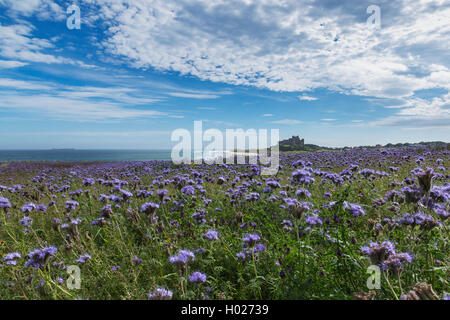 Domaine de Phacelia tanacetifolia en pleine floraison avec Château de Bamburgh en arrière-plan Banque D'Images