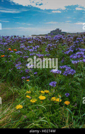 Domaine de Phacelia tanacetifolia en pleine floraison avec Château de Bamburgh en arrière-plan Banque D'Images