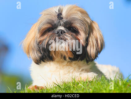 Shih Tzu (Canis lupus f. familiaris), deux ans homme chien couché dans un pré, Allemagne Banque D'Images