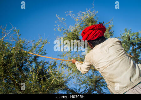 Région GODWAR, INDE - 13 février 2015 : Rabari tribesman traditionnel détient une hache et coupe des branches d'arbre pour nourrir troupeau. Rabari Banque D'Images