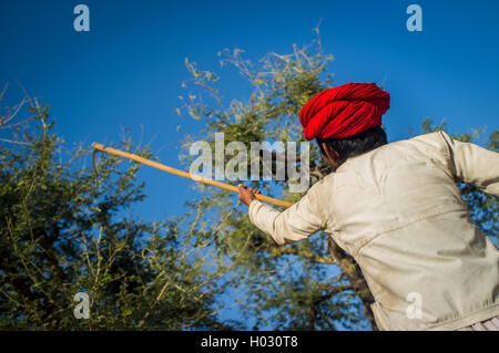 Région GODWAR, INDE - 13 février 2015 : Rabari tribesman traditionnel détient une hache et coupe des branches d'arbre pour nourrir troupeau. Rabari Banque D'Images