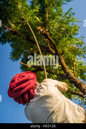 Région GODWAR, INDE - 13 février 2015 : Rabari tribesman traditionnel détient une hache et coupe des branches d'arbre pour nourrir troupeau. Rabari Banque D'Images
