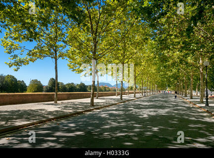 L'ancien, de murs d'arbres ville de Lucca, Toscane, Italie Banque D'Images