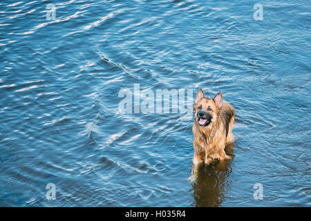 L'Echelle se vautrer dans l'eau bleue de la rivière Lac Loup alsacien Long-Haired Chien Noir et rouge humide et de la langue. Deutscher, Allemand Banque D'Images