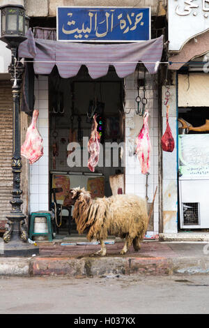 Louxor, Egypte - 11 février 2016 : Les moutons avec pieds en avant d'une boucherie, prouve que la viande est fraîche. Banque D'Images