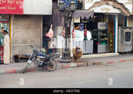 Louxor, Egypte - 11 février 2016 : Les moutons avec pieds en avant d'une boucherie, prouve que la viande est fraîche. Banque D'Images