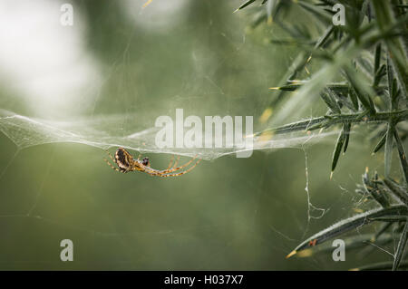 Une macro image d'un homme politique ou d'araignée des jardins, je crois. Banque D'Images