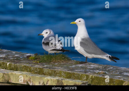 La Mouette tridactyle (Rissa tridactyla), adultes et juvéniles se tenant sur le terrain Banque D'Images