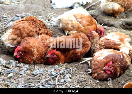 Faire revenir le poulet de peu d'élevage de poulets. Banque D'Images