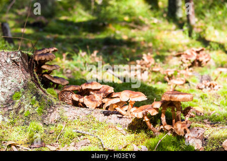 Plusieurs grands faire revenir les champignons poussent sur souche d'arbre Banque D'Images