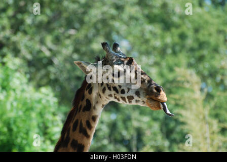 Longue langue qui dépasse de la girafe de la bouche. Banque D'Images