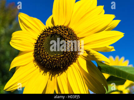 Tournesols Kelowna BC Banque D'Images