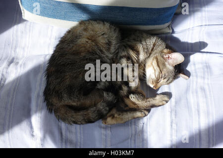 Personnes âgées tabby cat lying on sofa dans le soleil Banque D'Images