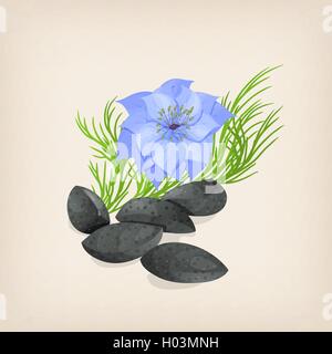 Nigelle ou cumin noir avec des fleurs et des feuilles. Vector illustration Illustration de Vecteur