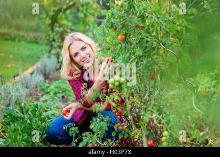 Belle jeune femme en chemise rouge harvesting tomatoes Banque D'Images