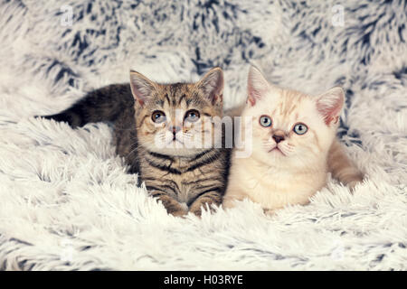 Deux petits chatons allongés sur une couverture pelucheuse Banque D'Images