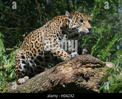 Jaguar de l'Amérique du Sud (Panthera onca) accroupi sur une branche, prêt à bondir Banque D'Images