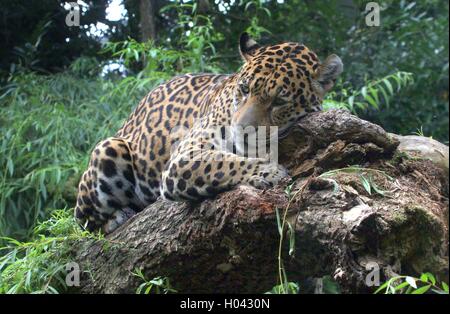 L'Amérique du Sud femelle Jaguar (Panthera onca) reposant dans un arbre Banque D'Images