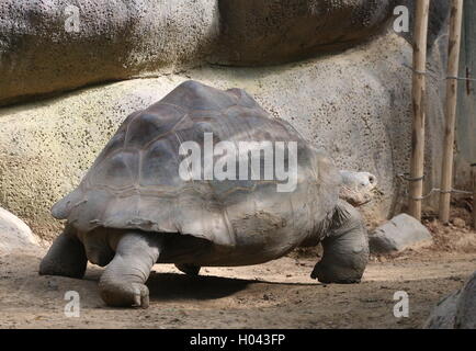 Balade tortue géante des Galapagos (Chelonoidis nigra) vu de profil Banque D'Images