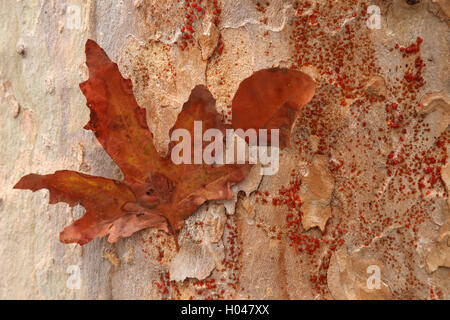 Feuille Banque D'Images