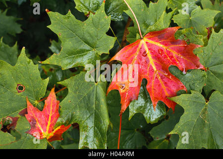 Deux feuilles d'érable rouge et tombée en appui sur d'autres feuilles d'érable d'après la pluie. Banque D'Images