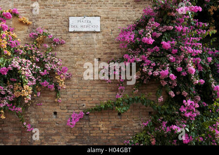 Vieux mur de briques sur la Piazza del Mercato, de bougainvilliers, Sienne, Toscane, Italie Banque D'Images