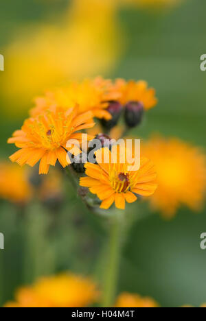 PILOSELLA AURANTIACA ÉPERVIÈRE ORANGE Banque D'Images