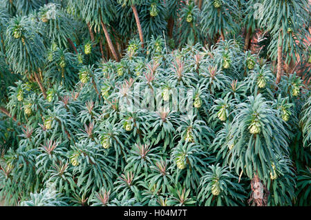 EUPHORBIA CHARACIAS WULFENII SUBS Banque D'Images