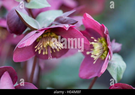 HELLEBORUS RODNEY DAVEY GROUPE MARBRÉ ROUGE ANNAS Banque D'Images