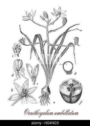 Jardin Ornithogalum umbellatum ou étoile de Bethléem est une floraison vivace plante toxique, cultivée dans les jardins comme plante ornementale. Banque D'Images