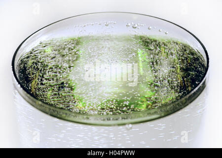 Boisson pétillante avec du verre et la surface de réflexion de la lumière verte. Selective focus gros plan sur fond gris Banque D'Images