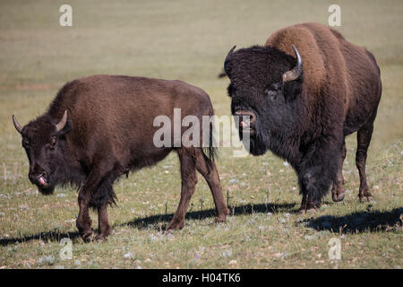 Le bison d'Amérique, hommes et femmes de marcher à travers la prairie lentement Banque D'Images