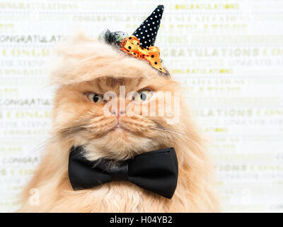 Chat persan dressing up pour hallloween Banque D'Images