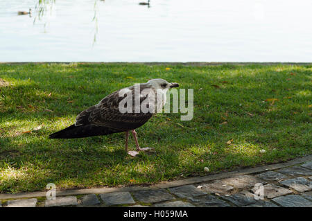 Bébé mouette solitaire sur la rive Banque D'Images