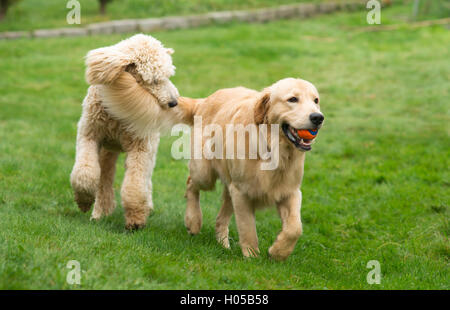 Heureux Golden Retreiver Dog Poodle avec animaux domestiques chiens jouant Fetch Banque D'Images