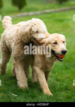 Heureux Golden Retreiver Dog Poodle avec animaux domestiques chiens jouant Fetch Banque D'Images