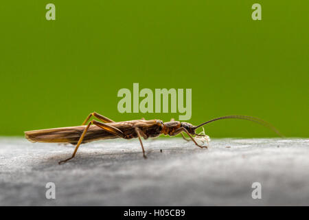 Plécoptère Leuctridae (aiguille) avec ses ailes fermement enroulés autour de l'abdomen. Le Yorkshire, UK Banque D'Images