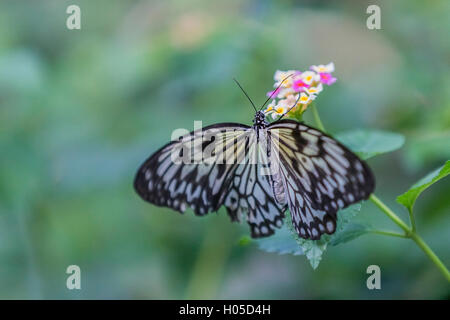 Idea leuconoe, sait aussi que le papier Kite Butterfly Banque D'Images