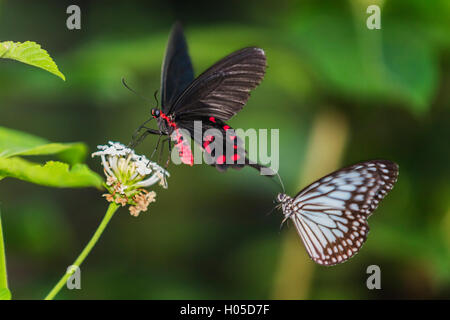 Scarlet Swallowtail Butterfly Papilio rumanzovia Asie Banque D'Images