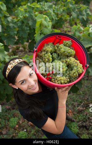 Dresde, Allemagne. 19 Sep, 2016. La reine du vin Saxon Daniela Undeutsch posant pendant la récolte dans un vignoble à Radebeul près de Dresde, Allemagne, 19 septembre 2016. Le début de la récolte du vin est pour l'automne et fête du vin, qui aura lieu du 25 septembre jusqu'au 23 à Radebeul. Photo : Sebastian Kahnert/dpa/Alamy Live News Banque D'Images