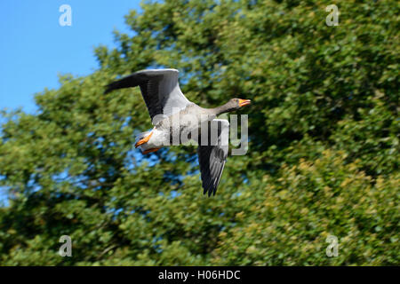 Goose décollant de l étang à Haddo House Country Park, près de Turriff dans Aberdeenshire, Ecosse, région de Grampian Banque D'Images