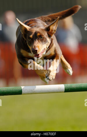 Une mise en concurrence dans le kelpie chien chien de concours d'agility à l'automne 2015 et montrer juste jeu à Ardingly, West Sussex, UK Banque D'Images