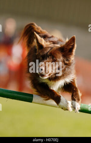 Une croix rouge collie en concurrence dans le chien de travail chien concours d'agility à l'automne montrent et jeu juste à Ardingly, West Sussex Banque D'Images