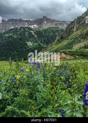 Fleurs sauvages de montagne, l'approche de tempête Banque D'Images